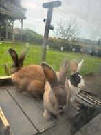 Vlaamse reus moer gevaccineerd, Dieren en Toebehoren, Konijnen, Vrouwelijk, Groot, 0 tot 2 jaar