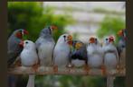 Mandarin, Dieren en Toebehoren