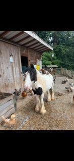 Kleine tinker te koop, Hongre, Non dressé, Moins de 160 cm, 3 à 6 ans