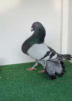 Jiennense, Dieren en Toebehoren, Vogels | Duiven, Mannelijk