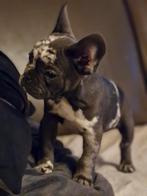 Franse bulldogpupjes, Dieren en Toebehoren, België, Fokker | Hobbymatig, 8 tot 15 weken, Bulldog