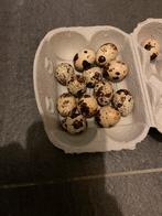 Verse kwarteltjes te koop, Dieren en Toebehoren, Ophalen, Zo goed als nieuw