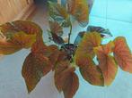 Grote begonia coralina kamerplant, Huis en Inrichting, Ophalen
