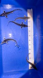 Diamant steur +-20cm, Steur