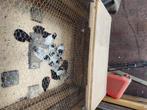 Jonge lakenvelders, Dieren en Toebehoren, Pluimvee, Vrouwelijk, Kip