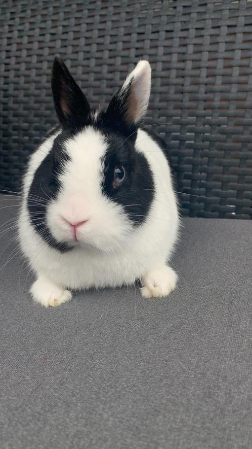 Kleurdwerg ex ram, Dieren en Toebehoren, Konijnen, Dwerg, Mannelijk, 0 tot 2 jaar