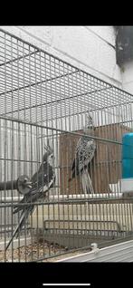 Couple calopsite, Dieren en Toebehoren, Vogels | Parkieten en Papegaaien