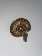 Ball python Pinstripe Trick, Dieren en Toebehoren, Reptielen en Amfibieën, Slang, 0 tot 2 jaar