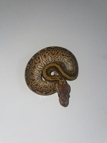 Ball python Pinstripe Trick, Animaux & Accessoires, Reptiles & Amphibiens, Serpent, 0 à 2 ans
