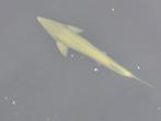 Grote Albino Steur, Steur