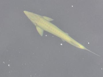 Grote Albino Steur beschikbaar voor biedingen