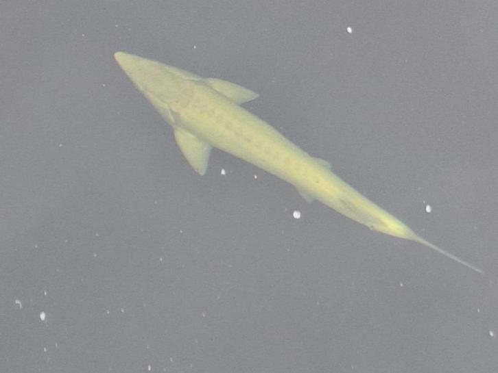 Grote Albino Steur, Dieren en Toebehoren, Vissen | Vijvervissen, Steur