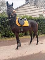 Belle jument a vendre, Animaux & Accessoires, Cheval de dressage, M, 165 à 170 cm, Avec pedigree