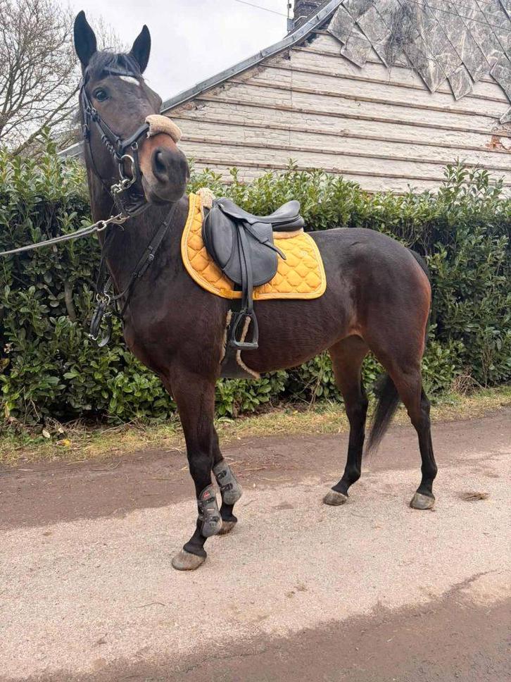 Belle jument a vendre, Animaux & Accessoires, Chevaux, Jument, M, 165 à 170 cm, 7 à 10 ans, Cheval de dressage, Avec pedigree