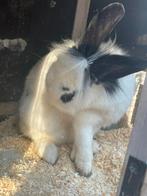 Lief vlinderkonijn, Dieren en Toebehoren