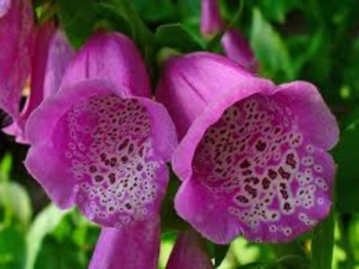 Digitalis Purpurea, Tuin en Terras, Planten | Tuinplanten, Halfschaduw, Ophalen