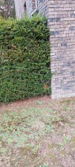 Taxus Haag 9 stuks, Tuin en Terras, Ophalen, Taxus, Haag