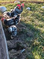 Bonte leghorn, Dieren en Toebehoren, Pluimvee, Meerdere dieren, Kip
