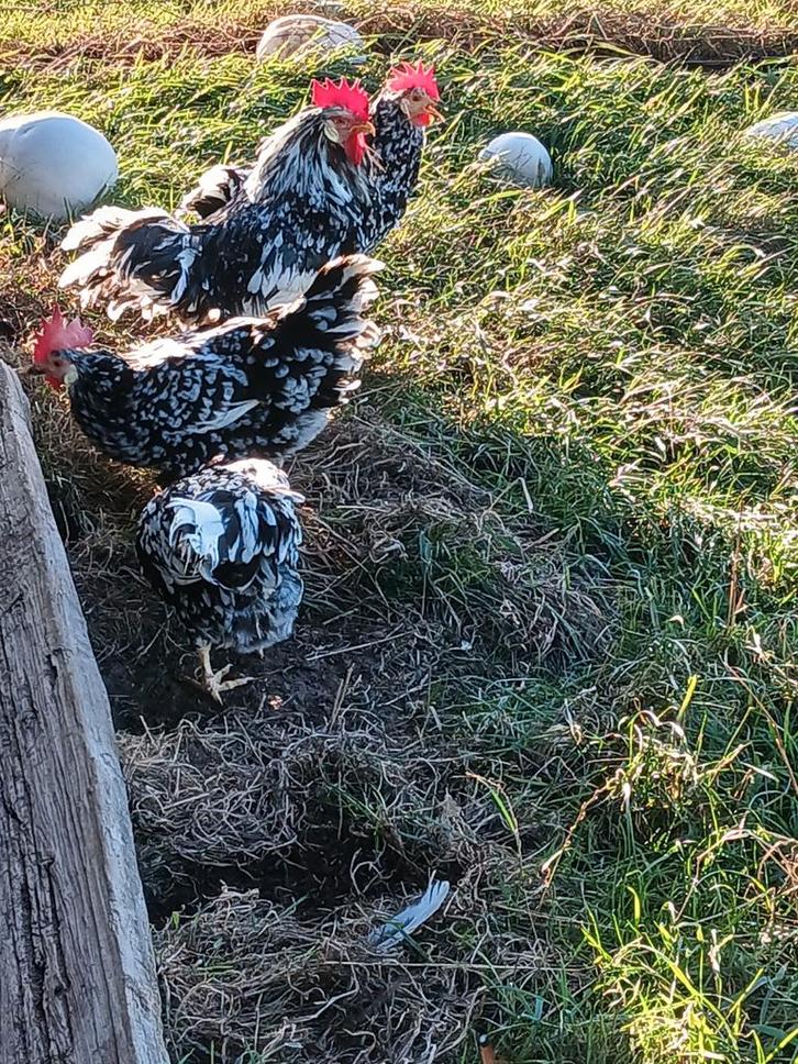 Bonte leghorn, Dieren en Toebehoren, Pluimvee, Kip, Meerdere dieren