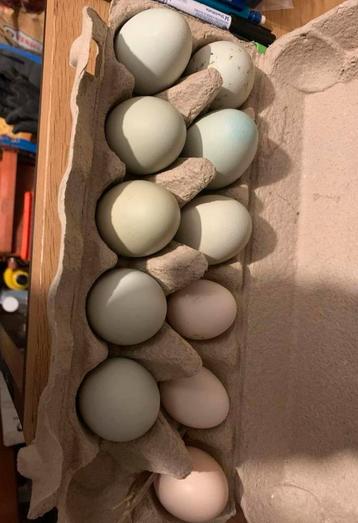Oeufs fécondés d’Araucana croisé Brahma Isabelle beschikbaar voor biedingen