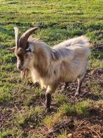 Blauwschimmel dekbok, Dieren en Toebehoren, Mannelijk