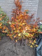 groen beukenhaag (hoogte +-150 cm en enkele tot 175 cm), Tuin en Terras, Ophalen of Verzenden, Beukenhaag, Haag, 100 tot 250 cm