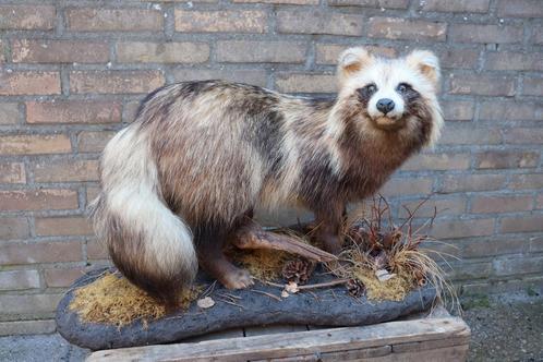 Unieke opgezette wasbeer hond taxidermie schedel gewei, Verzamelen, Dierenverzamelingen, Opgezet dier, Wild dier, Ophalen