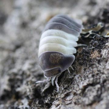 isopods cubaris panda king beschikbaar voor biedingen