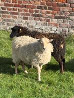 Quessant ooitjes, Dieren en Toebehoren, Vrouwelijk, Schaap, 0 tot 2 jaar