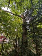 Hout - Esdoorn - Dode boom | GRATIS, Minder dan 3 m³, Ophalen, Essenhout, Stammen