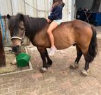 Weidemaatje b pony, Dieren en Toebehoren
