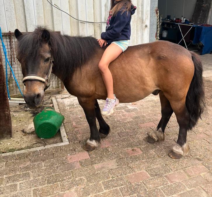 Weidemaatje b pony, Dieren en Toebehoren, Pony's