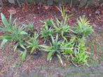 Jonge (redelijk) winterharde palmbomen (Trachycarpus fortune, Tuin en Terras, Halfschaduw, Lente, Minder dan 100 cm, Palmboom