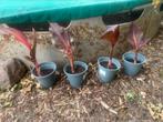 4x Canna tropicana (te ruil), Tuin en Terras, Planten | Tuinplanten, Volle zon, Vaste plant, Zomer, Ophalen
