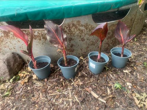 4x Canna tropicana (te ruil), Tuin en Terras, Planten | Tuinplanten, Vaste plant, Overige soorten, Volle zon, Zomer, Ophalen