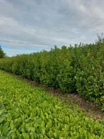 feuille de laurier 2m/+, Jardin & Terrasse, Enlèvement ou Envoi, Haie