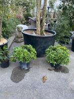 Pittosporum tobira 'Nanum', Hagen en sierheesters