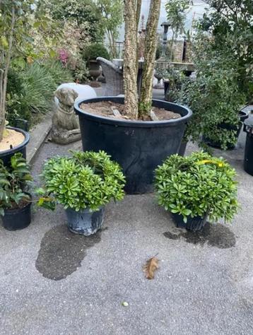 Pittosporum tobira 'Nanum', groenblijvende plant. Bol beschikbaar voor biedingen