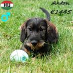 Teckel Ruwhaar pups - Nelson, Wilson, Elton & Anton, 15 weken tot 1 jaar, Buitenland, CDV (hondenziekte), Dwerg