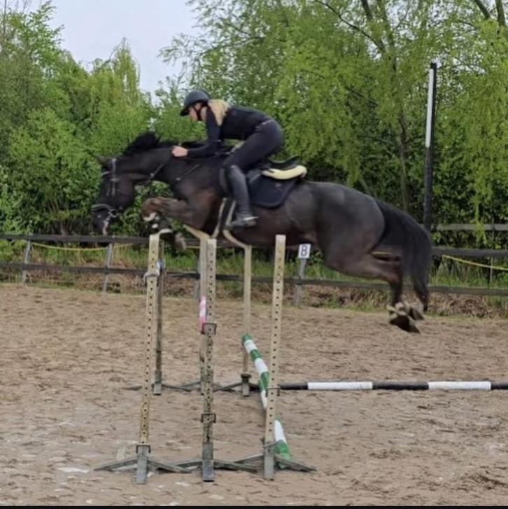 Springpaard, Dieren en Toebehoren, Paarden, Ruin, Springpaard