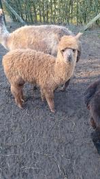 Alpaca 2 merrie en 1 hengst, Dieren en Toebehoren, Overige Dieren