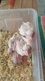 Handtamme vogels, Dieren en Toebehoren, Geslacht onbekend, Papegaai, Geringd