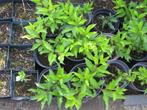 forsythia struikjes, Jardin & Terrasse, Plantes | Arbustes & Haies, 100 à 250 cm, Enlèvement, Autres espèces, Arbuste