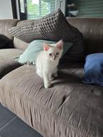 RAGDOLL KITTENS, Animaux & Accessoires, Chats & Chatons | Chats de race | Poil long, Chatte ou Chat, Vermifugé, 0 à 2 ans