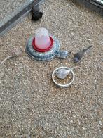 Diamantduifjes van 2025 / 13 stuks., Dieren en Toebehoren, Vogels | Duiven, Vrouwelijk, Overige soorten