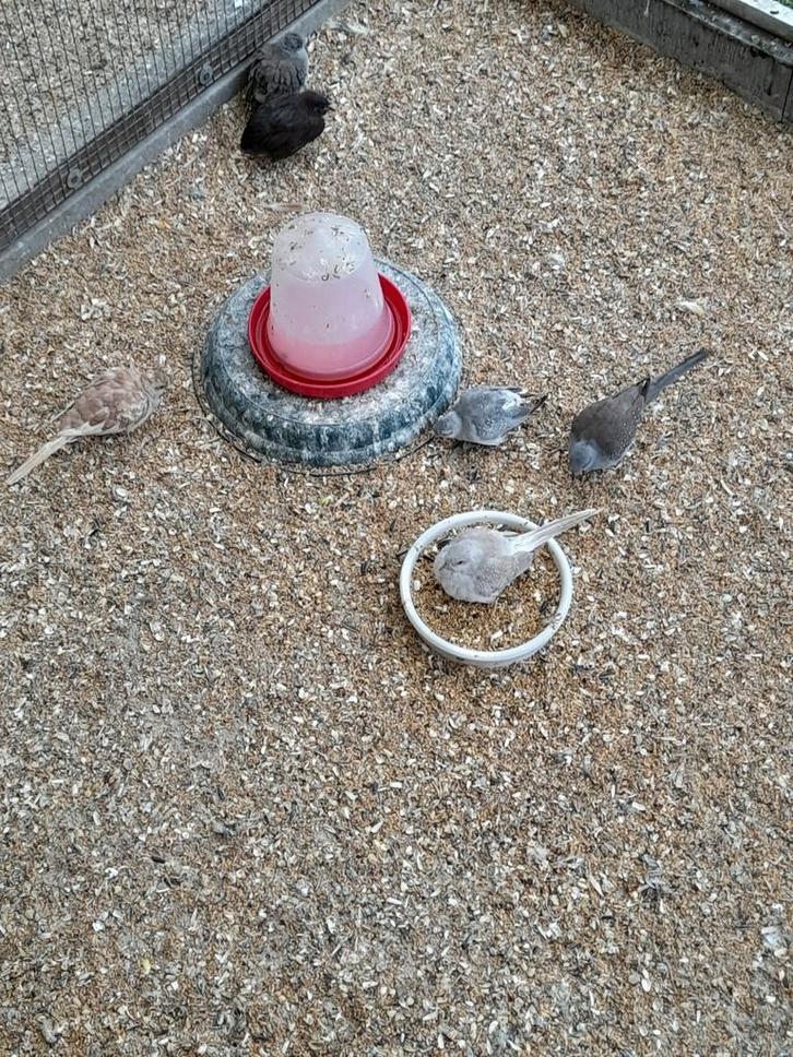 Diamantduifjes van 2025 / 13 stuks., Dieren en Toebehoren, Vogels | Duiven, Overige soorten, Vrouwelijk