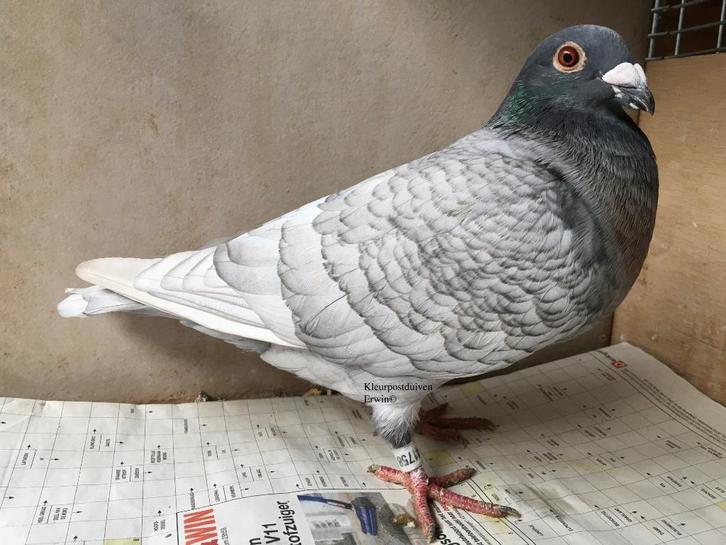 Koppel kleurpostduiven reduced opaal x toy stencil op dilute, Dieren en Toebehoren, Vogels | Duiven