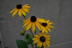 Rudbeckia fulgida 'Goldsturm', Tuin en Terras, Ophalen, Zomer, Vaste plant, Volle zon