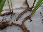 plante: iris des marais - iris jaune-jeunes pousses,rhizomes, Volle zon, Vaste plant, Lente, Ophalen