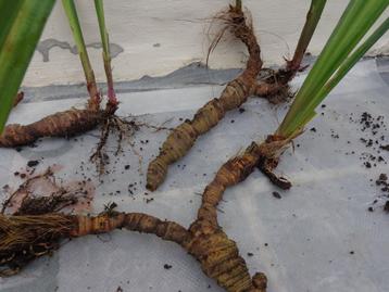plante: iris des marais - iris jaune-jeunes pousses,rhizomes beschikbaar voor biedingen